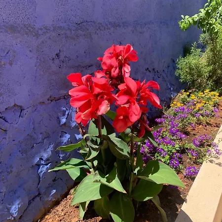 La Papillonne * Bandol